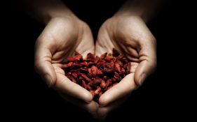 goji berries in a palm of a hand